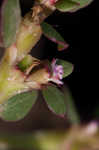 Desert horsepurslane